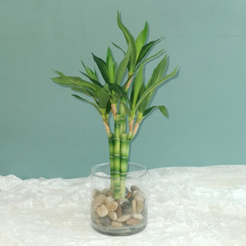 Desk Setup Plants - Nieuwe 40cm kunstmatige geluksbamboe succulent nepplant
