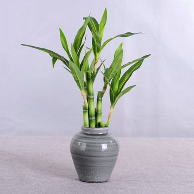 Nieuwe 40cm kunstmatige geluks - Desk Setup Plants recensie en prijs
